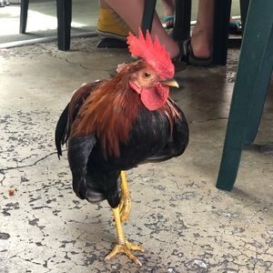 Meet your Posher, Alexander